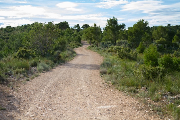 Path through the trees in the middle of nature