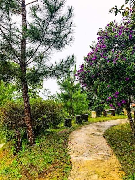 A path through the trees with purple flowers