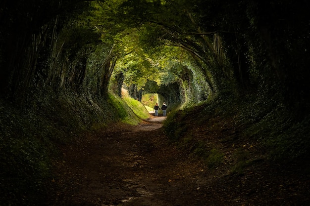 Foto cammino tra gli alberi