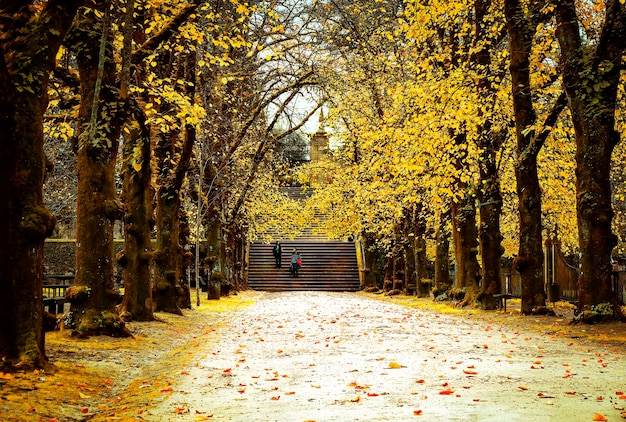 path tree lined in autumn