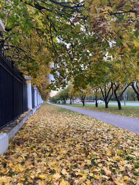 Foto il percorso tra gli alberi sullo sfondo di foglie gialle cadute