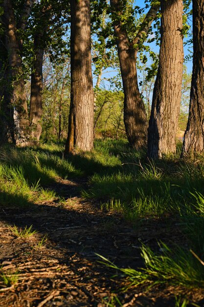 Path among trees and green grass at sunset