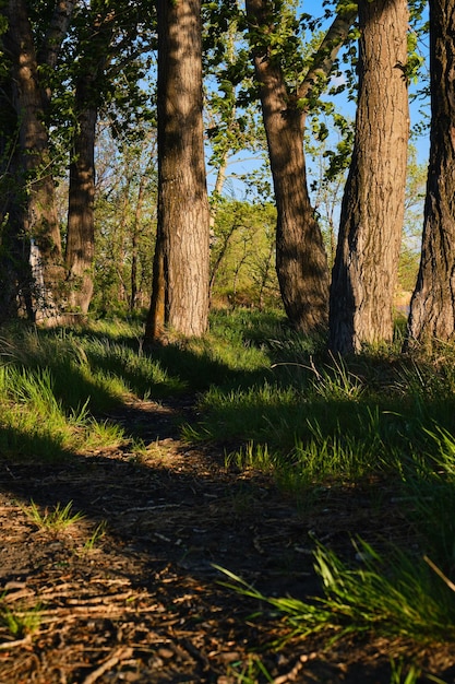 Path among trees and green grass at sunset