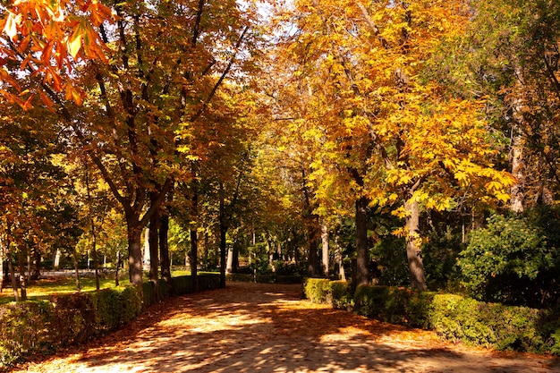 秋の公園の木々の間の小道。秋の色。