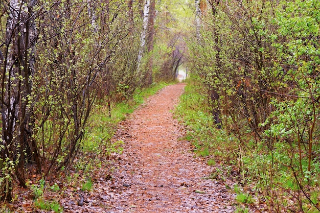 Path among trees. Spring landscape. Natural tunnel