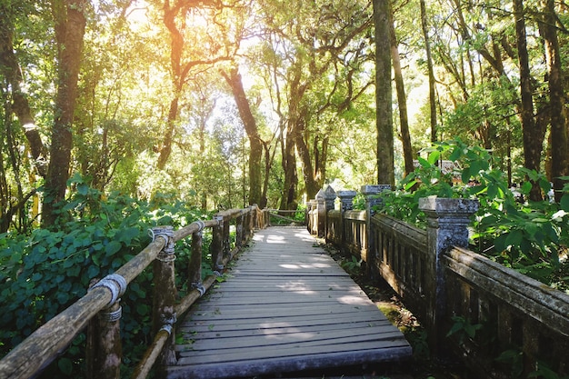 Photo the path of walkway with many trees in the forest