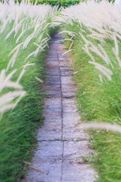 Path way and Field of Wild Wheat Grass nature background