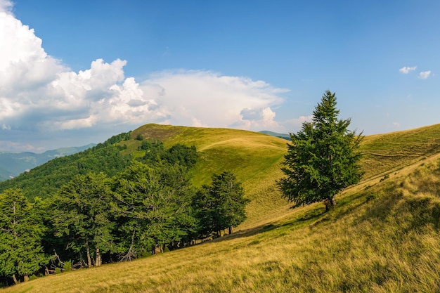 A path winds along a grassy slope in the Carpathian Mountains, Ukraine