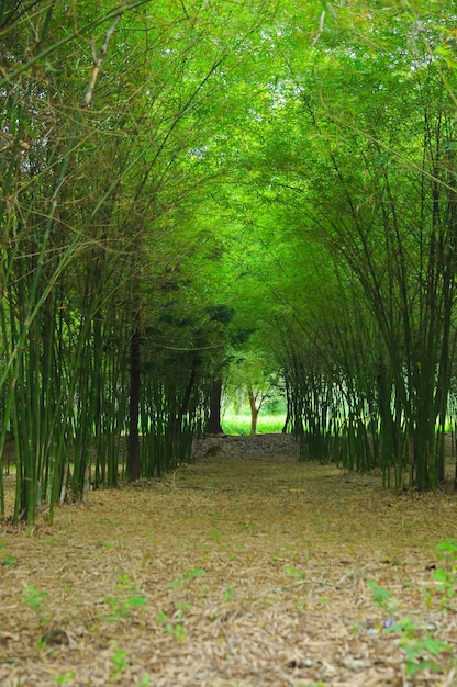 A path winds through a bamboo forest