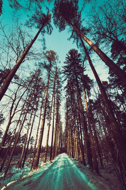 冬の森の小道