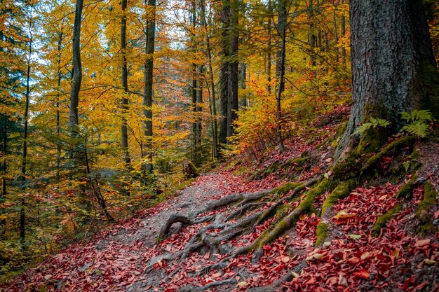 가을 숲에 벤치가 있는 경로(카르파티아 산맥, 우크라이나)