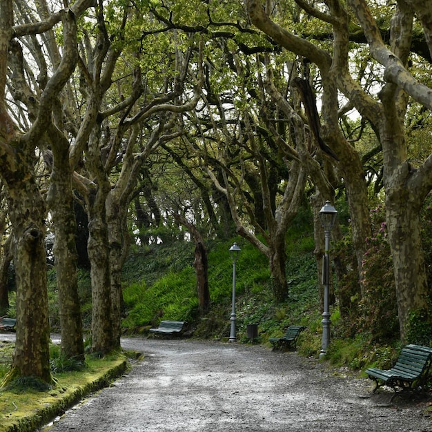 Photo a path with a row of trees and a bench with a light on it