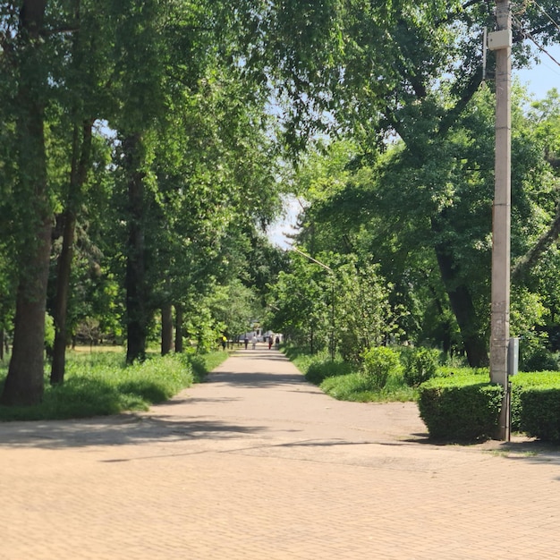 A path with trees and a sign that says " the word " on it.