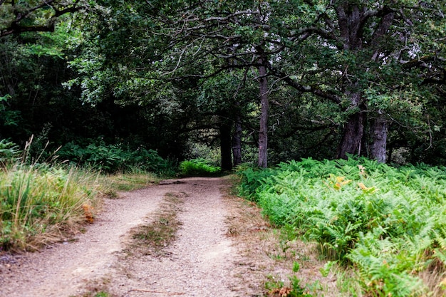 Path in the woods along the route of Chemin du Puy French route of The Way of St James