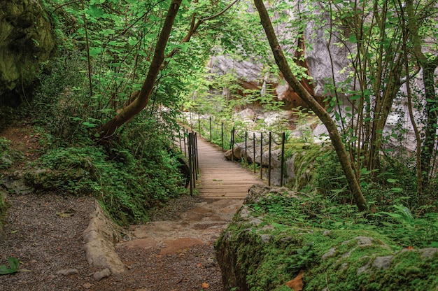 A path in the woods with a bridge leading to the top.