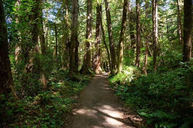 Path in the woods with green trees