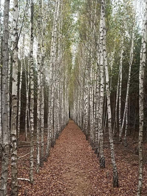 A path in the woods with leaves on it