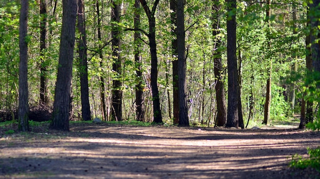 a path in the woods with a man on it