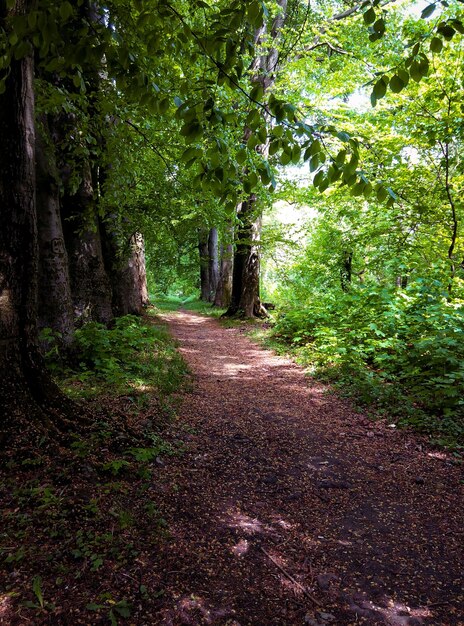 Photo a path in the woods with a path that leads to a forest