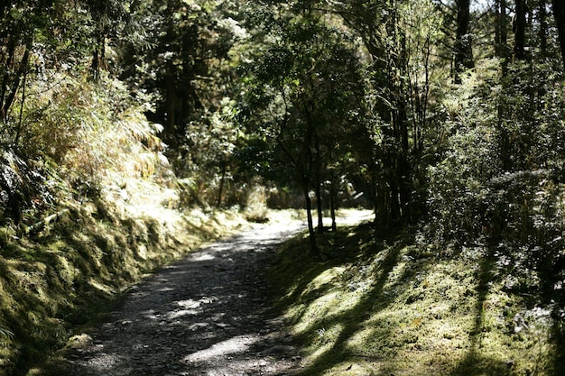 a path in the woods with a path that leads to a forest