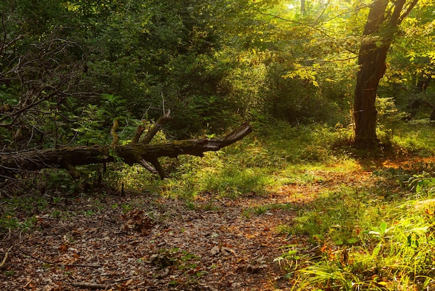 A path in the woods with the sun shining on the leaves