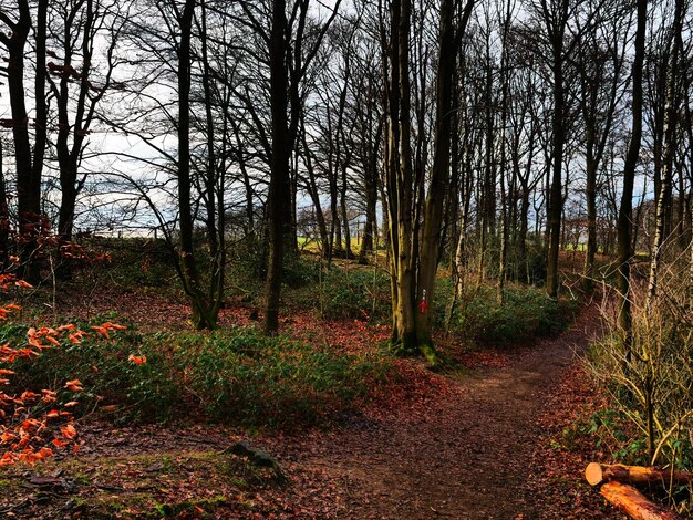 Photo a path in the woods with a tree in the foreground