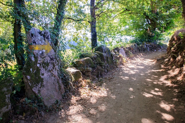 Path in the woods