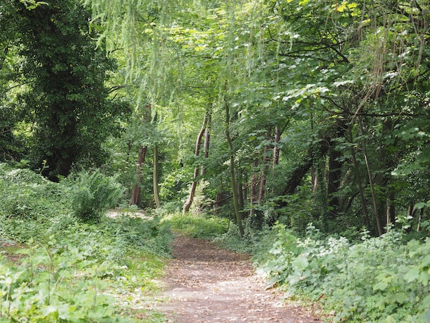 Path in the woods