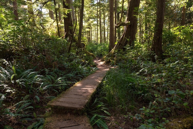 Путь в лесу