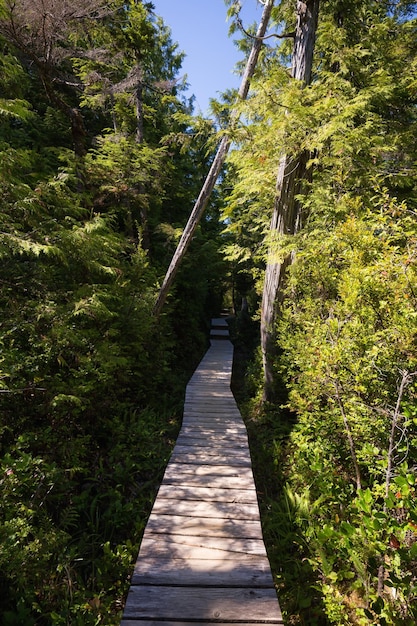 Path in the woods