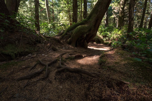 Path in the woods