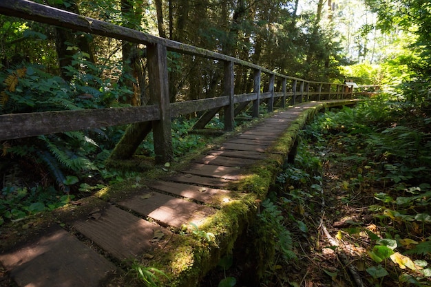 Path in the woods