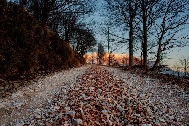 Path in the woods