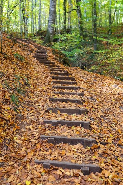 Path in Yedigoller National Park Bolu Turkey