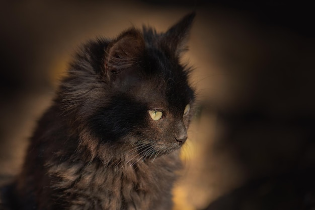 Patetico gatto senzatetto di strada gatto randagio senza tetto sulla strada rustica