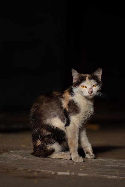 Жалкий уличный бездомный кот с ранами на лице после кошачьей драки Бездомный бездомный грязный раненый кот на деревенской улице