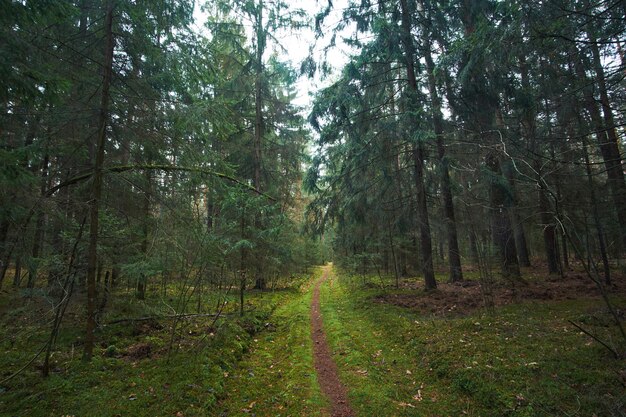 Дорожки к лесу в еловом лесу с количеством мха