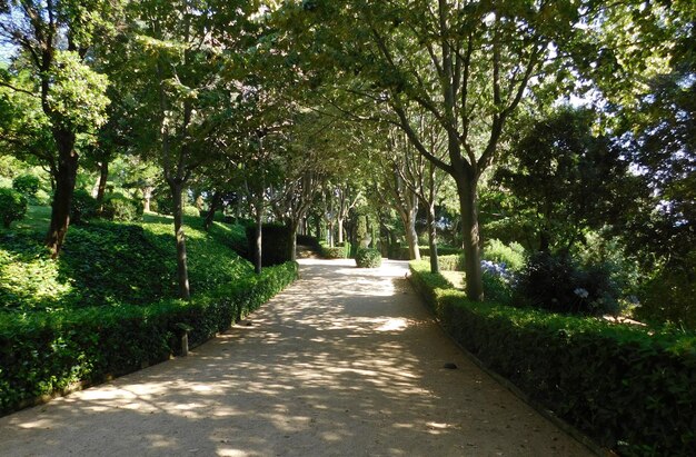 公園の木々に沿った道