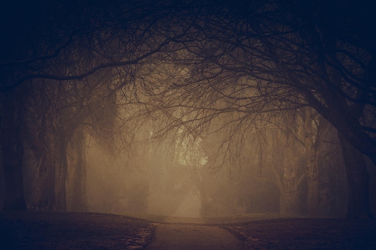 Photo pathway amidst bare trees at dusk