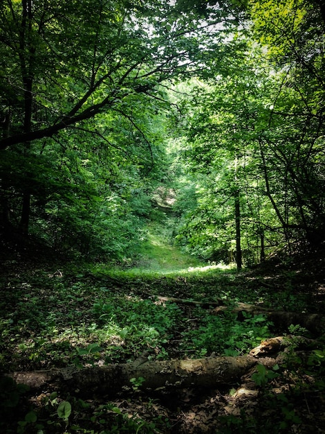 사진 숲 에서 자라는 나무 들 사이 의 길