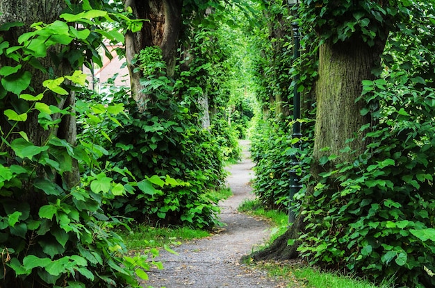 Pathway amidst trees growing at forest