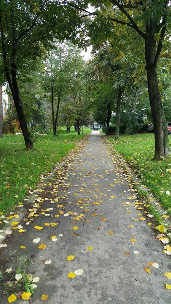 Foto cammino tra gli alberi del parco