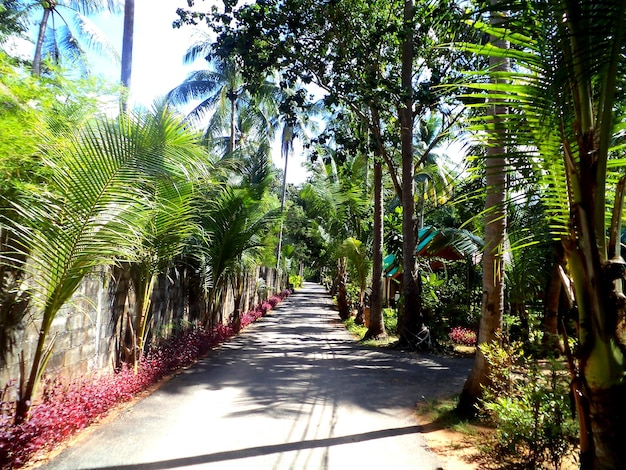 Photo pathway amidst trees at park