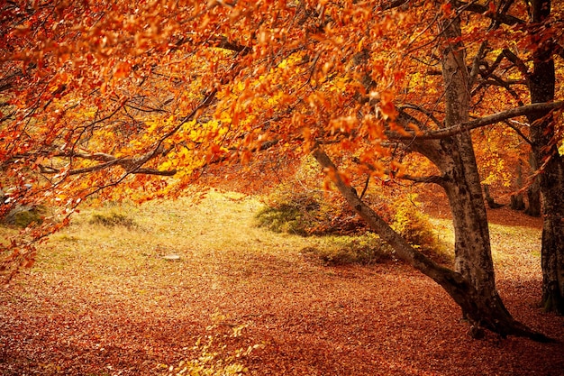 秋の森の小道木々の間から輝く太陽紅葉