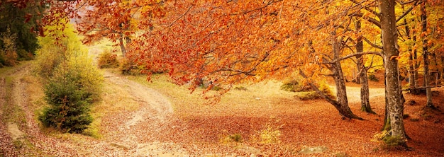 秋の森の小道木々の間から輝く太陽紅葉