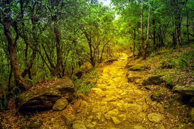 Pathway in the autumn forest