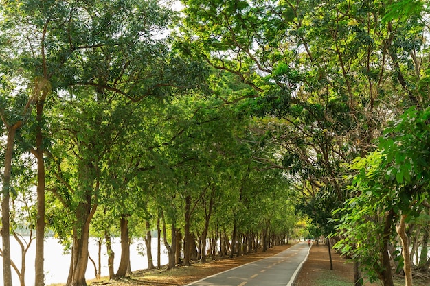 pathway and beautiful trees track for running or walking and cycling relax in the park