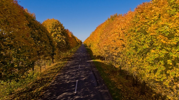 Pathway between colorful autumn trees Aerial view