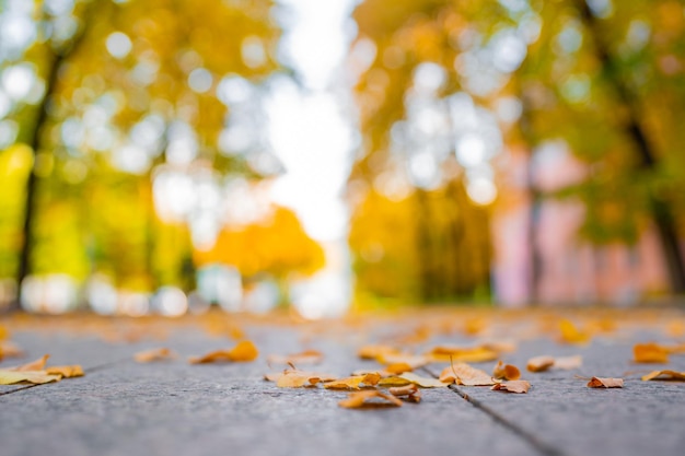 Foto percorso coperto da foglie gialle nel parco autunnale bellissimo parco nella stagione autunnale tranquillo autunno