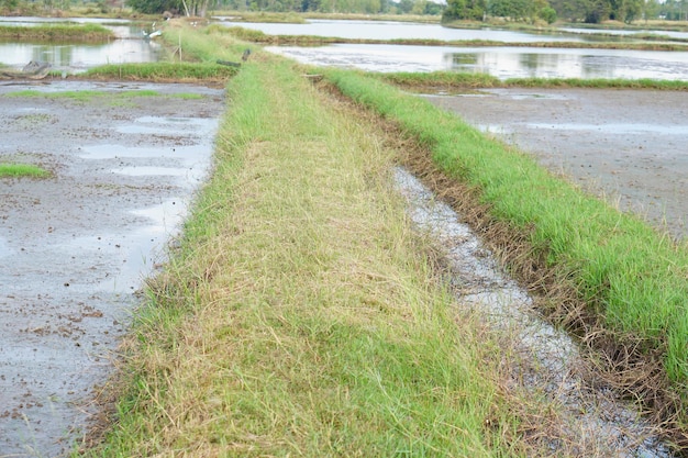 Pathway on a field with green grass